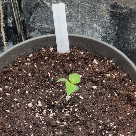 Super Silver Haze growlog timeline photo