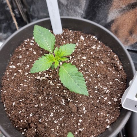 Super Silver Haze growlog timeline photo