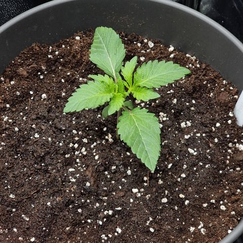 Super Silver Haze growlog timeline photo