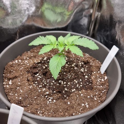 Super Silver Haze growlog timeline photo