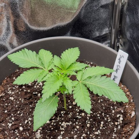 Super Silver Haze growlog timeline photo