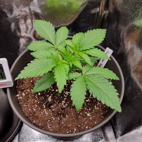Super Silver Haze growlog timeline photo