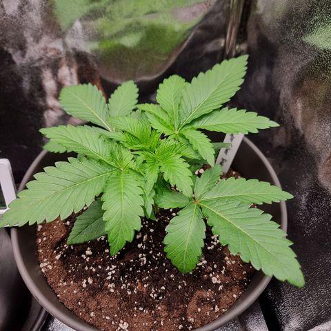 Super Silver Haze growlog timeline photo