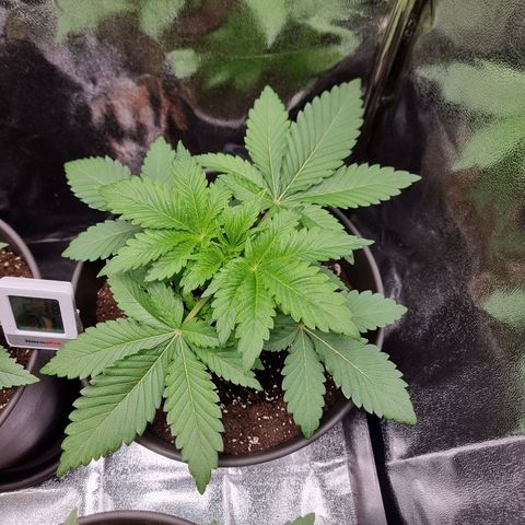 Super Silver Haze growlog timeline photo
