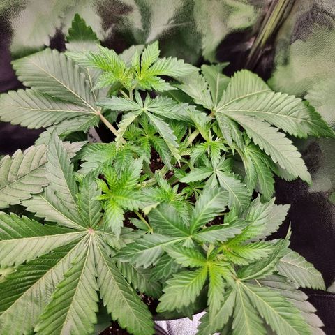 Super Silver Haze growlog timeline photo