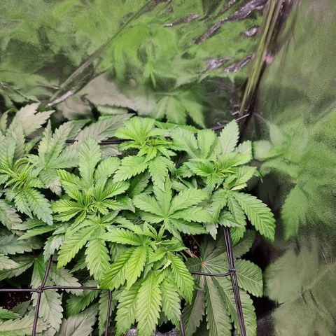 Super Silver Haze growlog timeline photo
