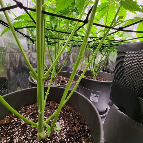 Super Silver Haze growlog timeline photo