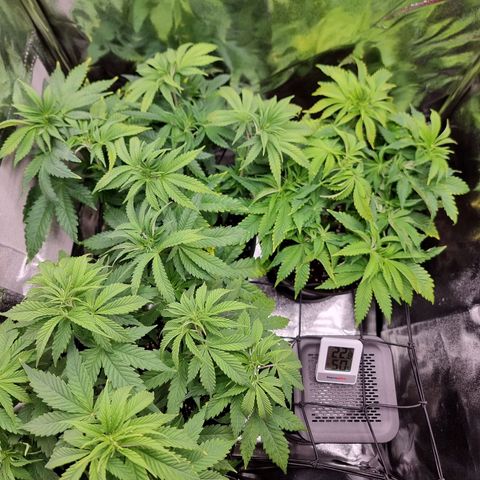 Super Silver Haze growlog timeline photo