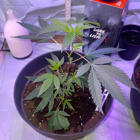 Lemi💚 growlog timeline photo