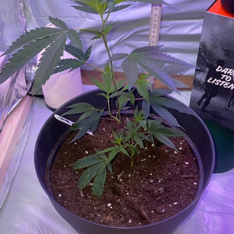 Lemi💚 growlog timeline photo