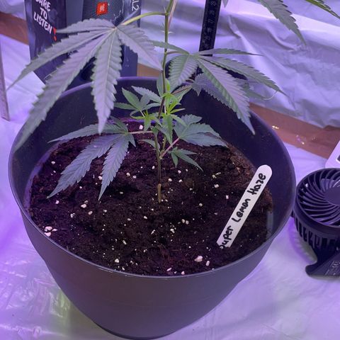Lemo💚 growlog timeline photo