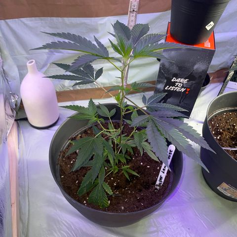 Lemi💚 growlog timeline photo