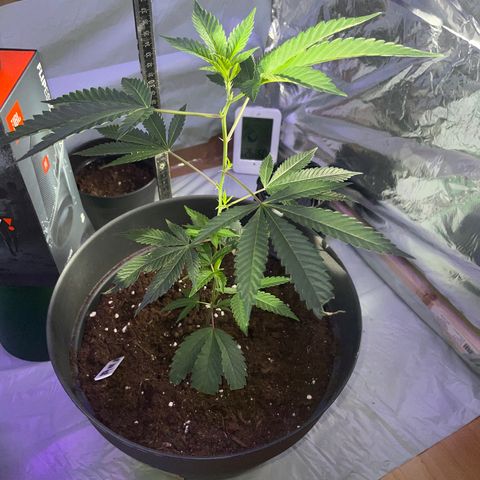 Lemo💚 growlog timeline photo