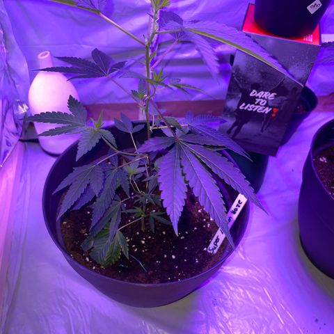 Lemi💚 growlog timeline photo