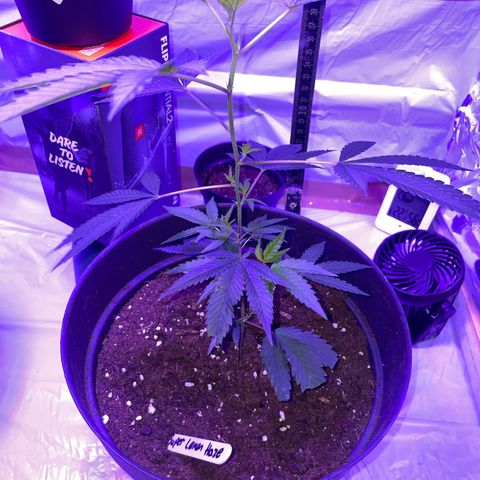 Lemo💚 growlog timeline photo