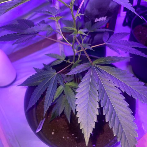 Lemi💚 growlog timeline photo