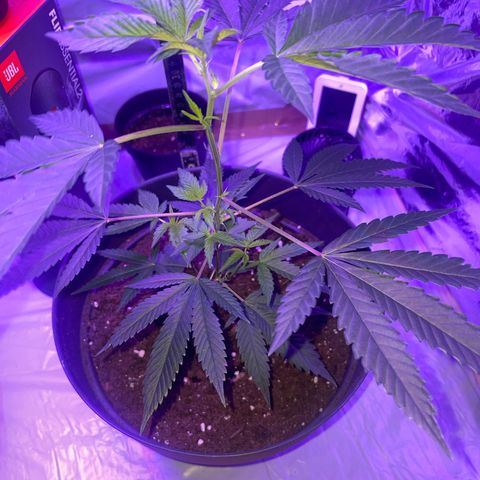 Lemo💚 growlog timeline photo