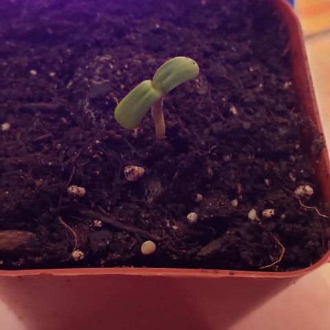 Bender growlog photo