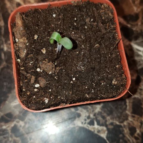Bender growlog photo