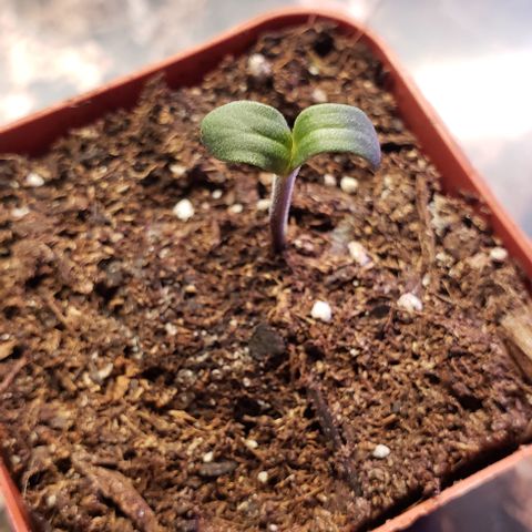 Bender growlog timeline photo