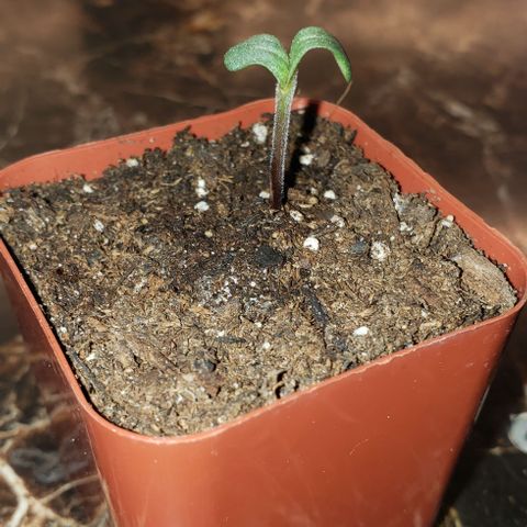 Bender growlog timeline photo