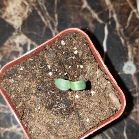 Bender growlog timeline photo