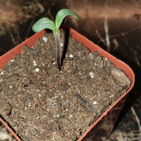 Bender growlog timeline photo