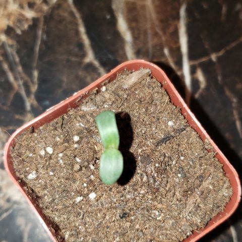 Bender growlog timeline photo