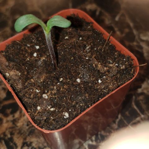 Bender growlog timeline photo