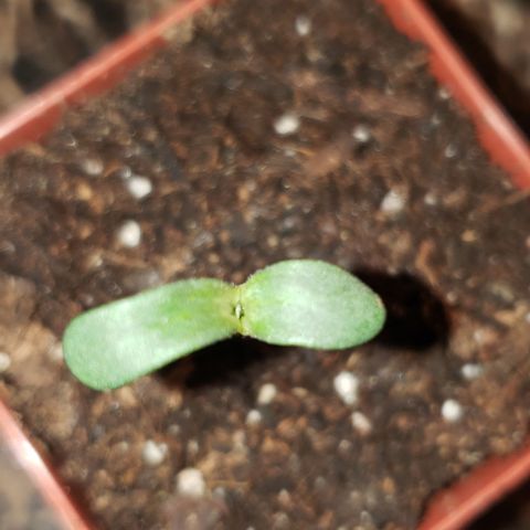 Bender growlog timeline photo