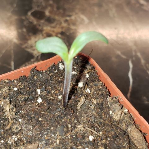 Bender growlog timeline photo