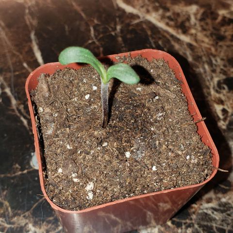 Bender growlog timeline photo