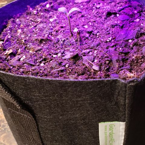 Bender growlog timeline photo