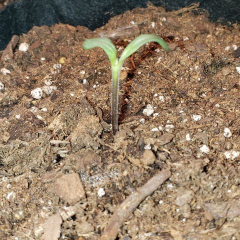 Bender growlog timeline photo