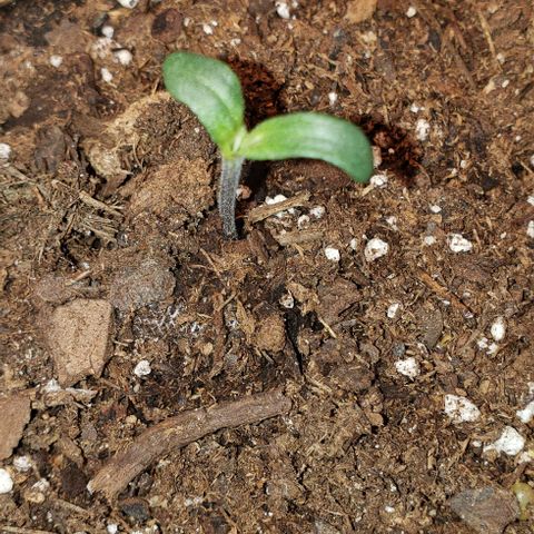Bender growlog timeline photo