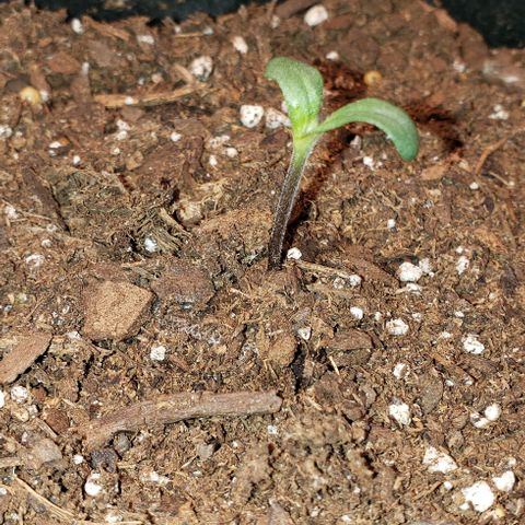 Bender growlog timeline photo