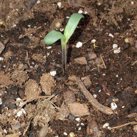 Bender growlog timeline photo
