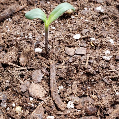 Bender growlog timeline photo