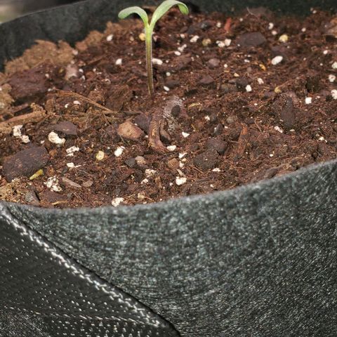 Bender growlog timeline photo
