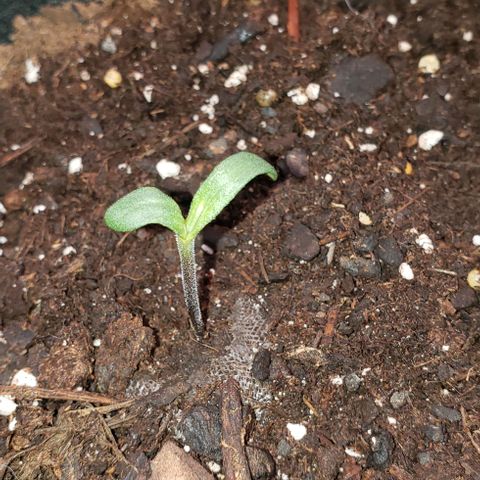 Bender growlog timeline photo