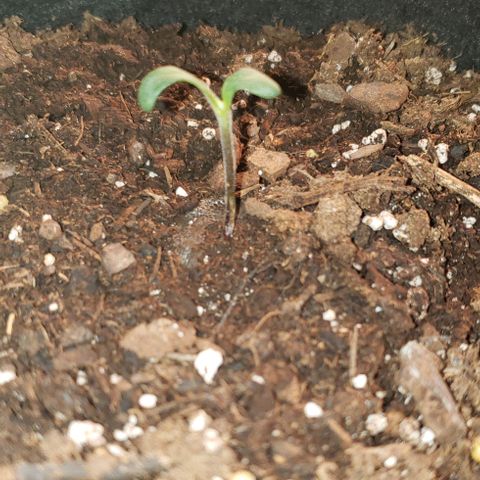 Bender growlog timeline photo