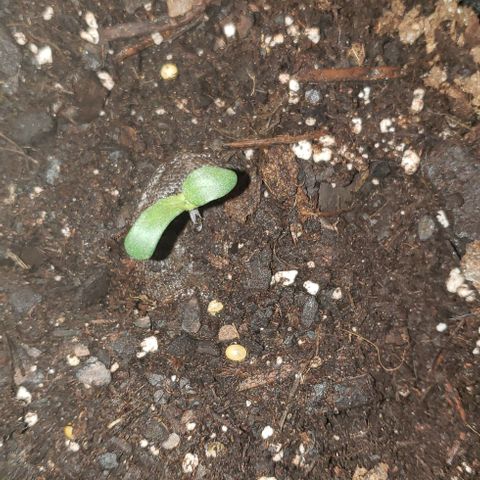 Bender growlog timeline photo