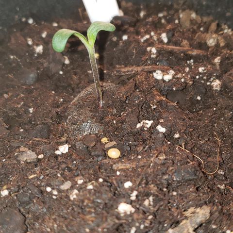 Bender growlog timeline photo