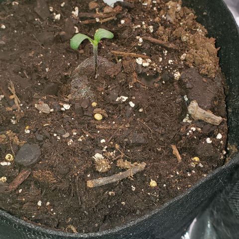 Bender growlog timeline photo