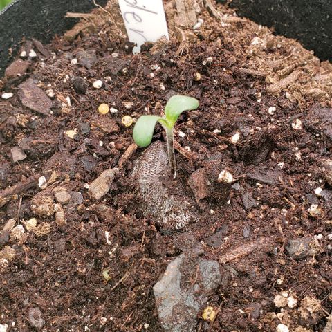 Bender growlog timeline photo