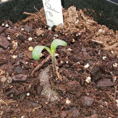 Bender growlog timeline photo