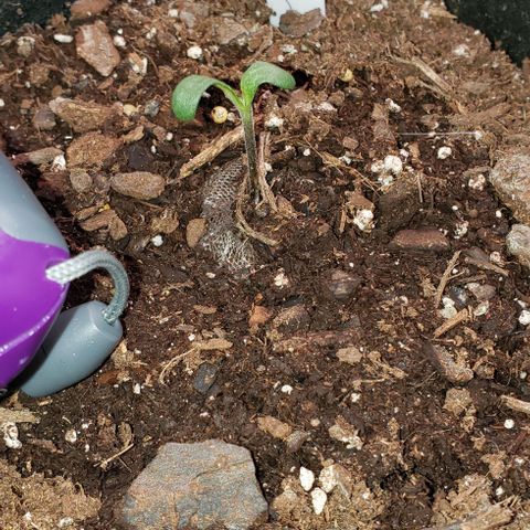 Bender growlog timeline photo