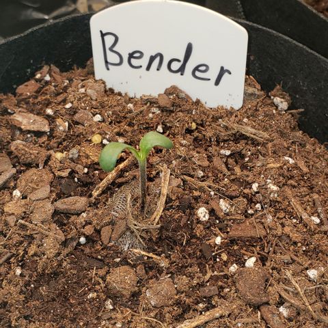 Bender growlog timeline photo