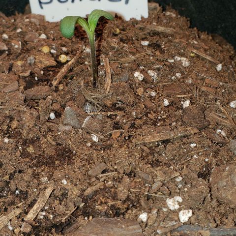 Bender growlog timeline photo