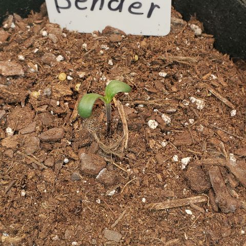 Bender growlog timeline photo